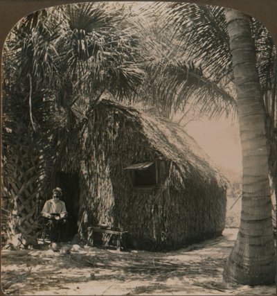 كوخ من القش في Cocoanut Grove ، فلوريدا ، الولايات المتحدة الأمريكية ، c1900 بواسطة غير معروف