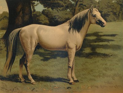 شاحن المهر العربي للجنرال السير هوب جرانت ، c1879. بواسطة غير معروف