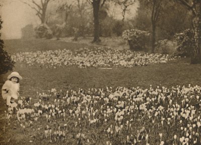 سجادة Crocus of Spring ، عام 1935. بواسطة غير معروف