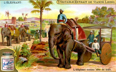 الفيل كمسودة للحيوانات ، c1900 بواسطة غير معروف