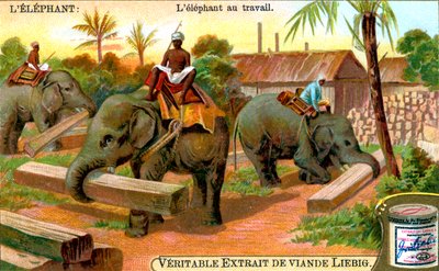 الفيل في العمل ، c1900 بواسطة غير معروف
