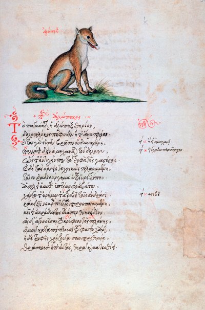 الثعلب ، 1564 بواسطة غير معروف