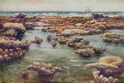 الحاجز المرجاني العظيم ، 1923. بواسطة غير معروف