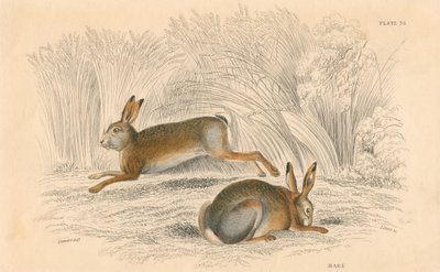 The Hare Lepus europaeus ، 1828 بواسطة غير معروف
