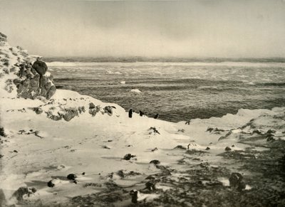 آخر طيور البطريق قبل هجرتهم في مارس ، c1908 ، 1909. بواسطة غير معروف