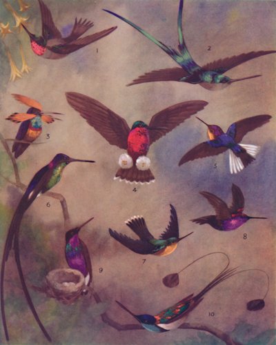 اللون الرائع للطيور الطنانة ، 1935 بواسطة غير معروف