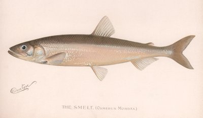 The Smee Osmerus Mordacious. ، C.1920 بواسطة غير معروف