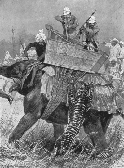 زيارة أمير ويلز إلى الهند ، 1876: The Princes Elephant تهمة بواسطة نمر ، 1901. بواسطة غير معروف