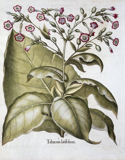 مصنع التبغ ، 1613 بواسطة غير معروف