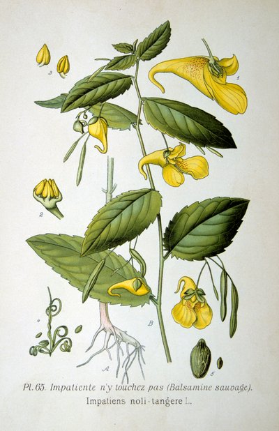 Touch-me-not balsam، 1893 بواسطة غير معروف