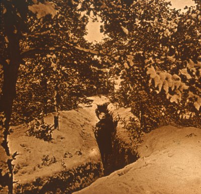 الخنادق تحت أشجار التنوب ، c1914-c1918 بواسطة غير معروف