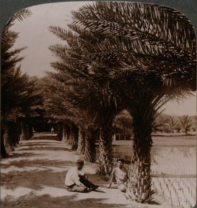 الجمال الاستوائي لطريق أشجار النخيل ، Moanalua بالقرب من هونولولو ، H. Is. ج 1900 بواسطة غير معروف