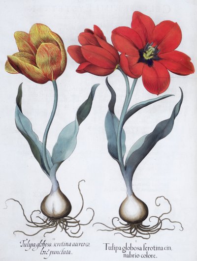 الزنبق ، 1613 بواسطة غير معروف