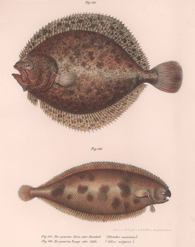 Turbot ، Rhombus maximus ، Common Solole Solea vulgaris ، c.1850s بواسطة غير معروف