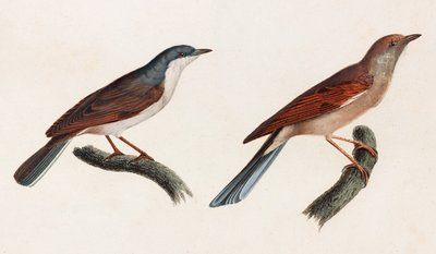 Two colour illustrations of a birds بواسطة غير معروف