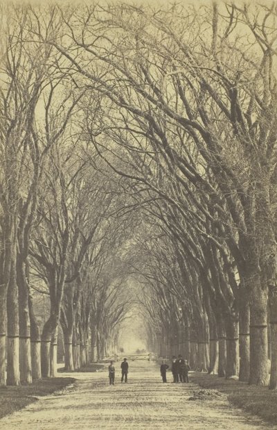 شارع بلا عنوان من الأشجار ، 1840-1900. بواسطة غير معروف