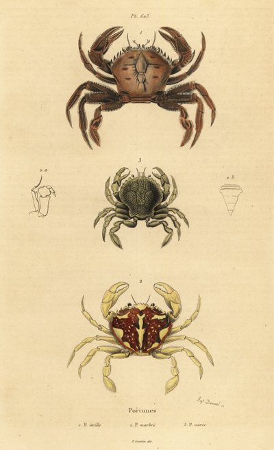 سلطعون مخملي ، Necora puber 1 ، سلطعون سباحة رخامي ، Liocarcinus marmoreus 2 ، وسلطعون بينانت للسباحة ، Portumnus latipes 3 بواسطة غير معروف