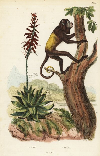 العواء الأحمر الفنزويلي ، Alouatta seniculus 2 ، والصبار بواسطة غير معروف