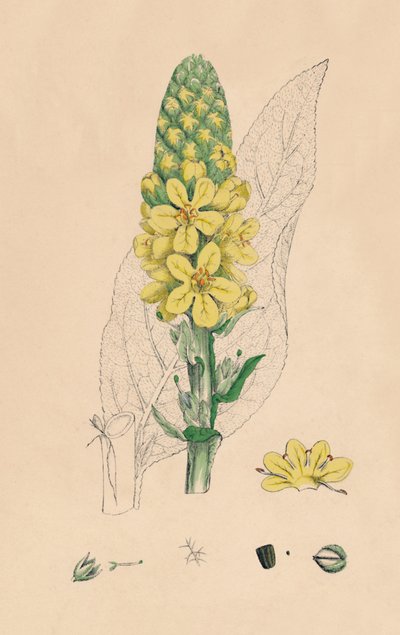 Verbascum Thapsus. Mullein العظيم ، القرن التاسع عشر بواسطة غير معروف