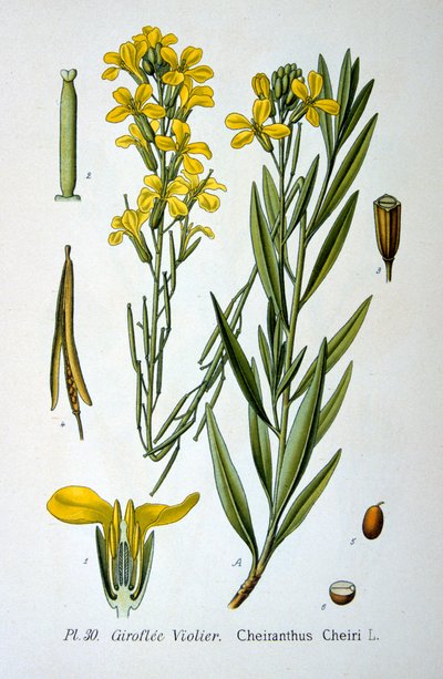 ورق الحائط ، 1893 بواسطة غير معروف