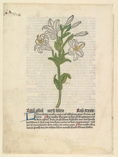 الزنبق الأبيض ، رسم توضيحي من Gart der Gesundheit Sch.4332 ، 28 مارس 1485. بواسطة غير معروف