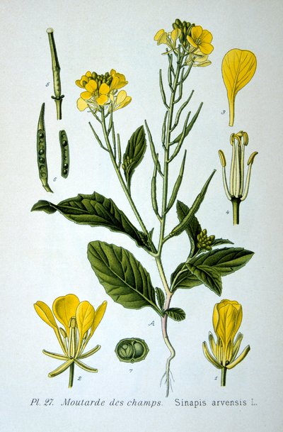 الخردل البري ، 1893 بواسطة غير معروف
