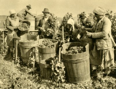 حصاد النبيذ بالقرب من Baden bei Wien ، النمسا السفلى ، c1935. بواسطة غير معروف