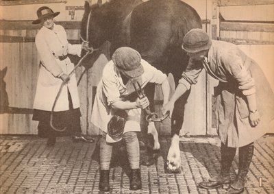 النساء كمهربات في مستشفى الخيول في شركة كبيرة من قواطع النقل ، c1916 ، 1935 بواسطة غير معروف