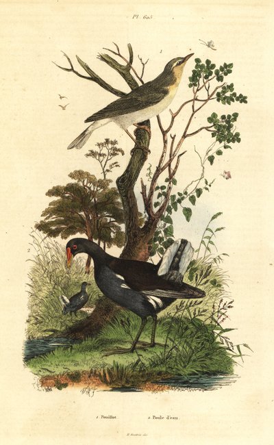 نقشارة الخشب ، Phylloscopus sibilatrix ، و moorhen ، Gallinula chloropus بواسطة غير معروف