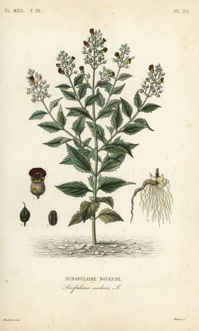شجرة التين الخشبية ، Scrophularia nodosa ، Scrofulaire noueuse بواسطة غير معروف