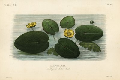 زنبق الماء الأصفر ، Nuphar lutea ، Nenuphar lutea ، Nenuphar jaune بواسطة غير معروف