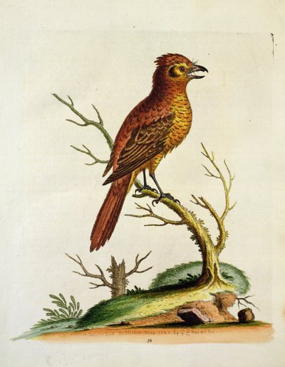 الهندي الكبير متشر Bulcher الطيور ، حانة. مايو 1742 بواسطة GE Inard بواسطة غير معروف غير معروف