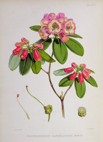الرودودندرون: الشمعدان ، من `الرودوديندرون في سيكيم-الهيمالايا بقلم JD هوكر ، 1849-51 بواسطة غير معروف غير معروف