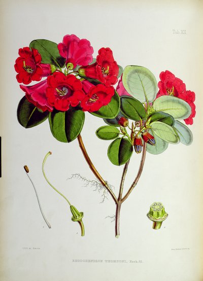 رودودندرون: طومسونى ، من `رودودندرون من سيكيم-الهيمالايا بقلم JD Hooker 1849-51 بواسطة غير معروف غير معروف