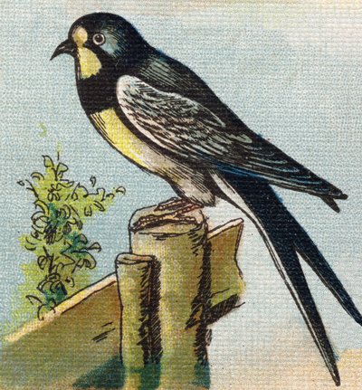 ابتلاع. نقش في "Alphabet de ma petite fille". برناردين-بيشيت وفلس ، بائعون وناشرون ، باريس ، حوالي عام 1895. ألبوم غير قابل للكسر على قماش. Bibliotheque des Bebes. 12 صفحة. ألبوم يحتوي على طريقة قراءة ومختصر توضيحي. خافت بواسطة غير معروف