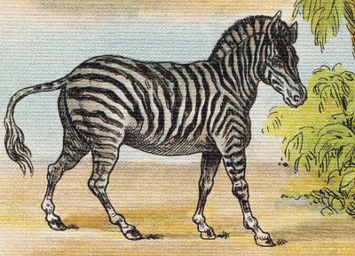 حمار وحشي. نقش في "Alphabet de ma petite fille". برناردين-بيشيت وفلس ، بائعون وناشرون ، باريس ، حوالي عام 1895. ألبوم غير قابل للكسر على قماش. Bibliotheque des Bebes. 12 صفحة. ألبوم يحتوي على طريقة قراءة ومختصر توضيحي. قاتمة: بواسطة غير معروف