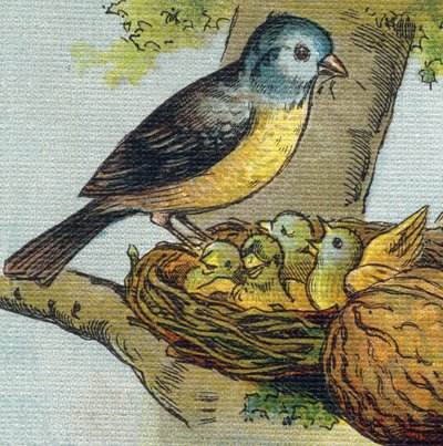 يطعم الطائر صغاره في العش. نقش في "Alphabet de ma petite fille". برناردين-بيشيت وفلس ، بائعون وناشرون ، باريس ، حوالي عام 1895. ألبوم غير قابل للكسر على قماش. مكتبة الاطفال. 12 صفحة. ألبوم يحتوي على طريقة القراءة و illu بواسطة غير معروف