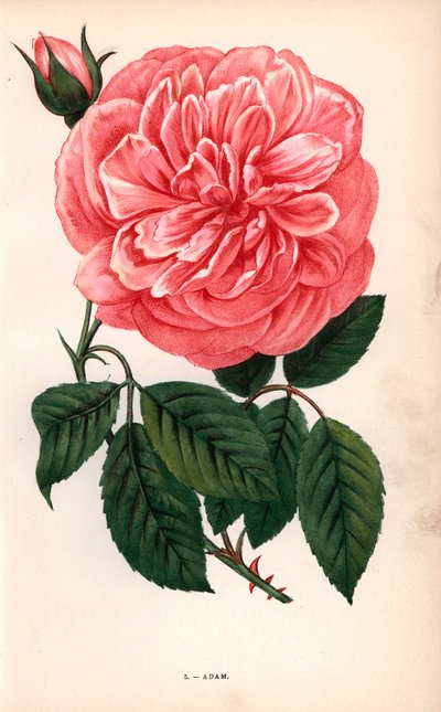 وردة آدم، وهي مجموعة متنوعة من وردة الشاي التي قام بتربيتها السيد آدم من ريمس عام 1838. مطبوعة حجرية بالكروموليثوغرافيا مرسومة ومطبوعة بالطباعة الحجرية بعد الطبيعة بواسطة ف. غروبون من كتاب "الورود" لهيبوليت جامان ويوجين فورني "الورود"، باريس، ج. روتشيلد بواسطة فنان غير معروف