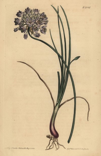Allium stellerianum (ثوم جونكيل الأوراق بواسطة غير معروف