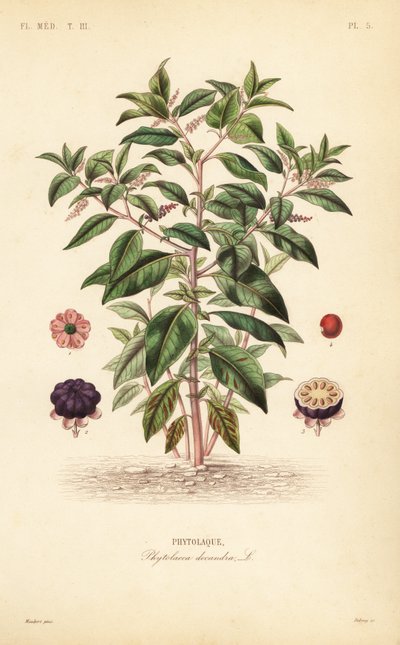 البوكويد الأمريكي ، Phytolacca americana ، Phytolacca decandra ، Phytolaque بواسطة غير معروف