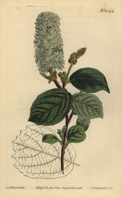 أمريكي wych Hazel ، Fothergilla gardenii (fothergilla عريضة الأوراق ، Fothergilla alnifolia major) بواسطة غير معروف