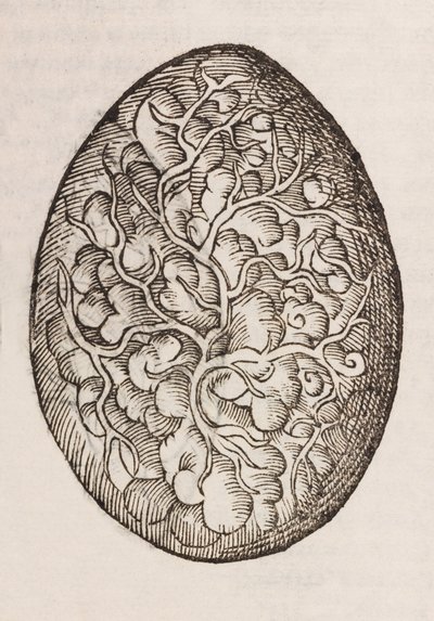An egg بواسطة غير معروف