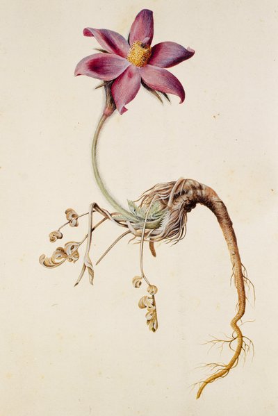 شقائق النعمان pulsatilla / Anenome pulstaille بواسطة غير معروف
