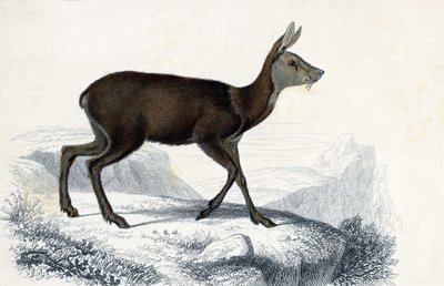لوحة الحيوانات: شيفروتان (موسكوس بيغنويوس). Mammiferes Quadrupedes ruminants - في "Dictionnaire universel d