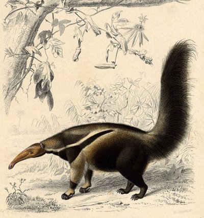 نملة تامانور (Myrmecophaga jubata) بواسطة فنان غير معروف