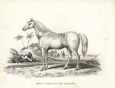 الحصان العربي أو العربي، Equus caballus var. arabicus. مع علامة نابليون على خاصرته وجنود ومدافع فرنسية في ساحة معركة في شمال أفريقيا. مطبوعة حجرية ملونة يدوياً من معرض جورج فريدريش تريتشكي للتاريخ الطبيعي، ناتورهيستور بواسطة فنان غير معروف
