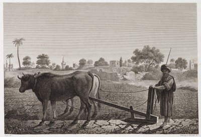 الزراعة الصالحة للزراعة ، الحرث ، الحرث بالثيران ، مصر ، عام 1798 بواسطة غير معروف