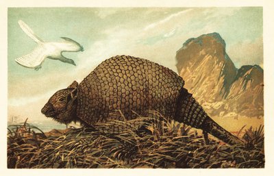الأركيوبتركس الليثوغرافي و Panochthus tuberculatus 1908 (الطباعة الحجرية) بواسطة فنان غير معروف