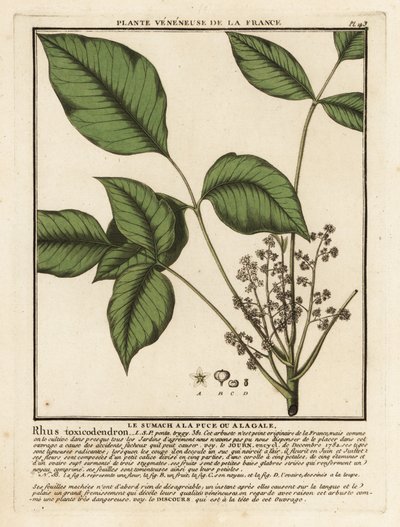 البلوط السام الأطلسي ، Toxicodendron pubescens. بواسطة فنان غير معروف