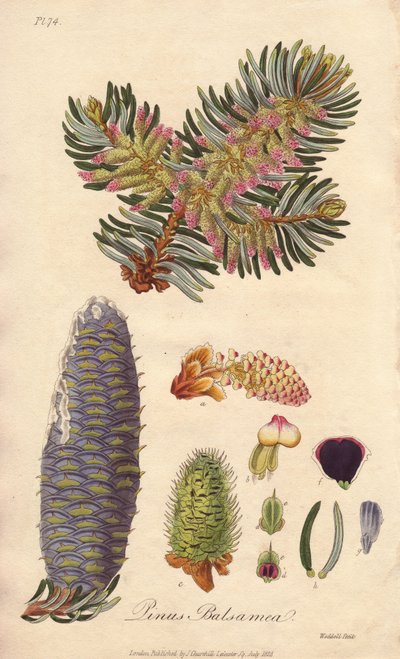 بلسم التنوب البلسمي (Abies balsamea) - ماء قوي بقلم ويليام كلارك لتوضيح كتاب "النباتات الطبية، وصف النباتات الطبية في لندن وإدنبرة ودبلن" لجون ستيفنسون وجيمس مورس تشرشل، الذي نشره جون تشرشل في لندن عام 183 بواسطة فنان غير معروف